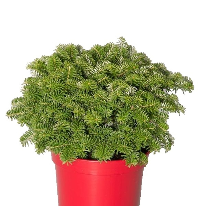 Zakrsle rostoucí jehličnany - Jedle korejská 'Cis' výška 25/30cm, květináč 3 litry