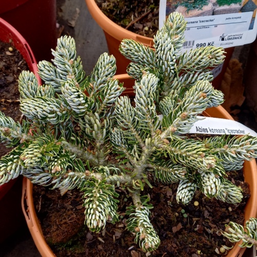 Zakrsle rostoucí jehličnany - Jedle korejská 'Icecracker' výška 15/20cm, 4 litry