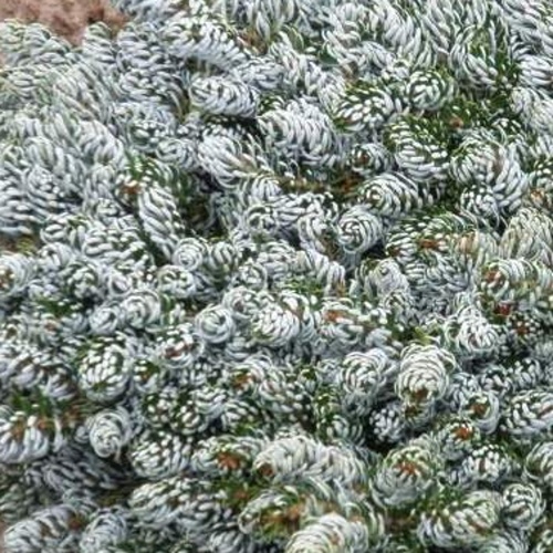 Zakrsle rostoucí jehličnany - Jedle korejská 'Kohout's Icebreaker' kmínek 40cm, 5 litrů