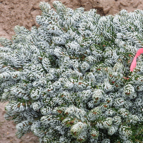 Zakrsle rostoucí jehličnany - Jedle korejská 'Kohout's Icebreaker' květináč 5 litrů, výška 15/20cm, keř