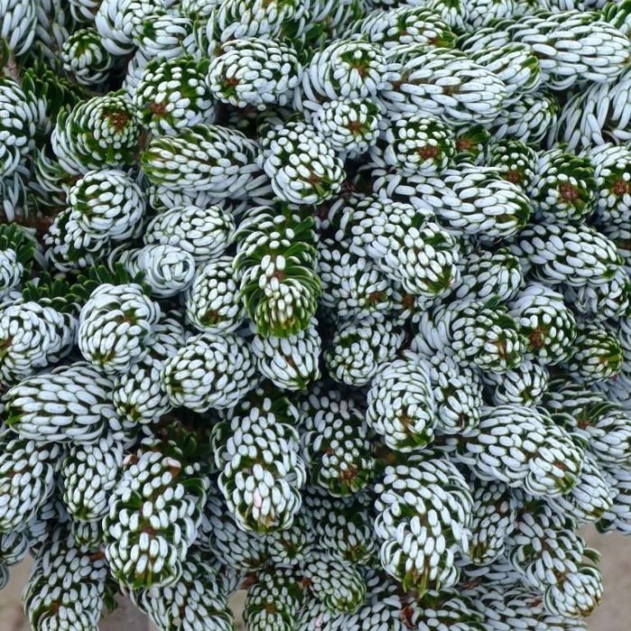 Zakrsle rostoucí jehličnany - Jedle korejská 'Kohout's Icebreaker' výška 20/25cm, květináč 6 litrů