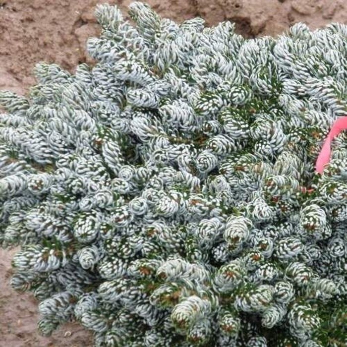 Zakrsle rostoucí jehličnany - Jedle korejská 'Kohout's Icebreaker' výška 25/30cm, květináč 5 litrů