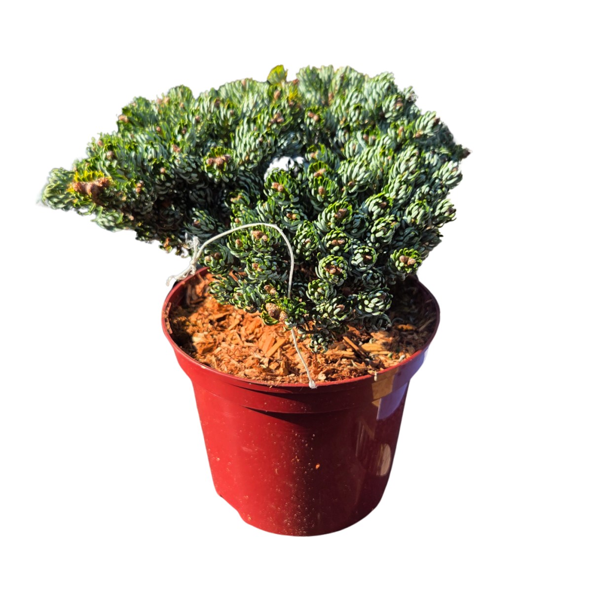 Zakrsle rostoucí jehličnany - Jedle korejská Kohouts Icebreaker výška 20/25cm, květináč 3 litry