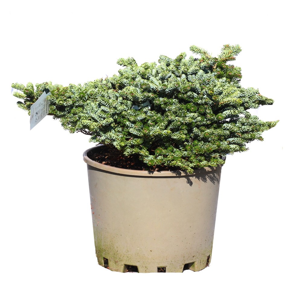 Zakrsle rostoucí jehličnany - Jedle korejská Kohouts Icebreaker výška 40/50cm, květináč 25 litrů