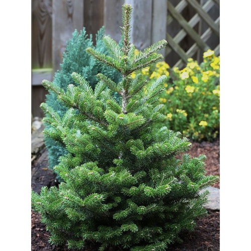 Zakrsle rostoucí jehličnany - Jedle korejská 'Molli' výška 25/30cm, 4 litry