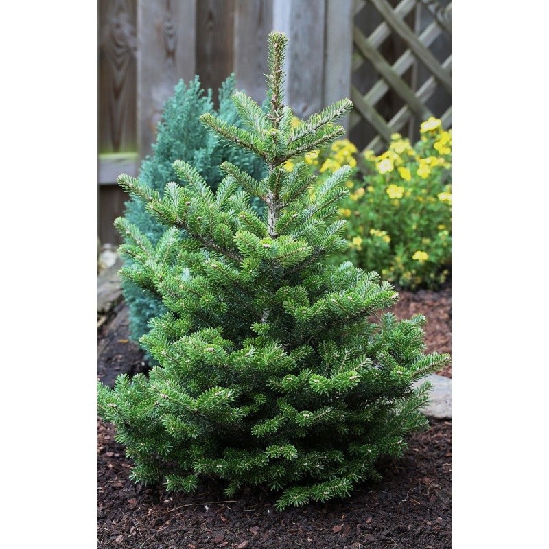 Zakrsle rostoucí jehličnany - Jedle korejská 'Molli' výška 80/100cm
