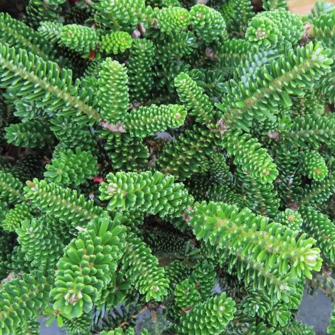 Zakrsle rostoucí jehličnany - Jedle korejská 'Oberon' květináč 15 litrů, výška 50/60cm, keř