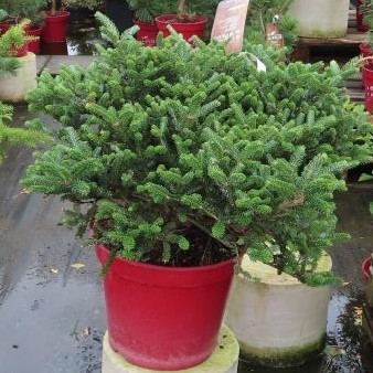 Jedle korejská 'Oberon' květináč 15 litrů, výška 50/60cm, keř-0