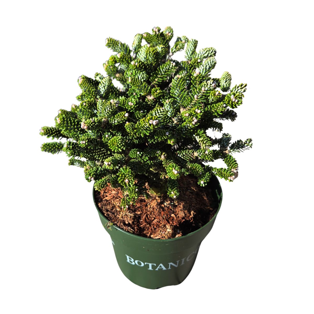 Zakrsle rostoucí jehličnany - Jedle korejská Oberon výška 20/25cm, květináč 2,8 litru