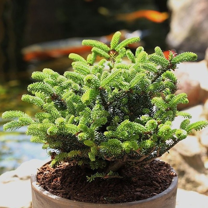 Zakrsle rostoucí jehličnany - Jedle korejská 'Oberon' výška 25/30cm, květináč 4 litry