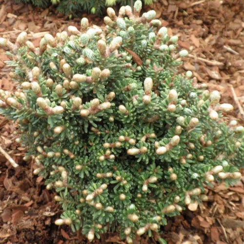 Zakrsle rostoucí jehličnany - Jedle korejská 'Silberperle' výška 20/30cm, 3 litry