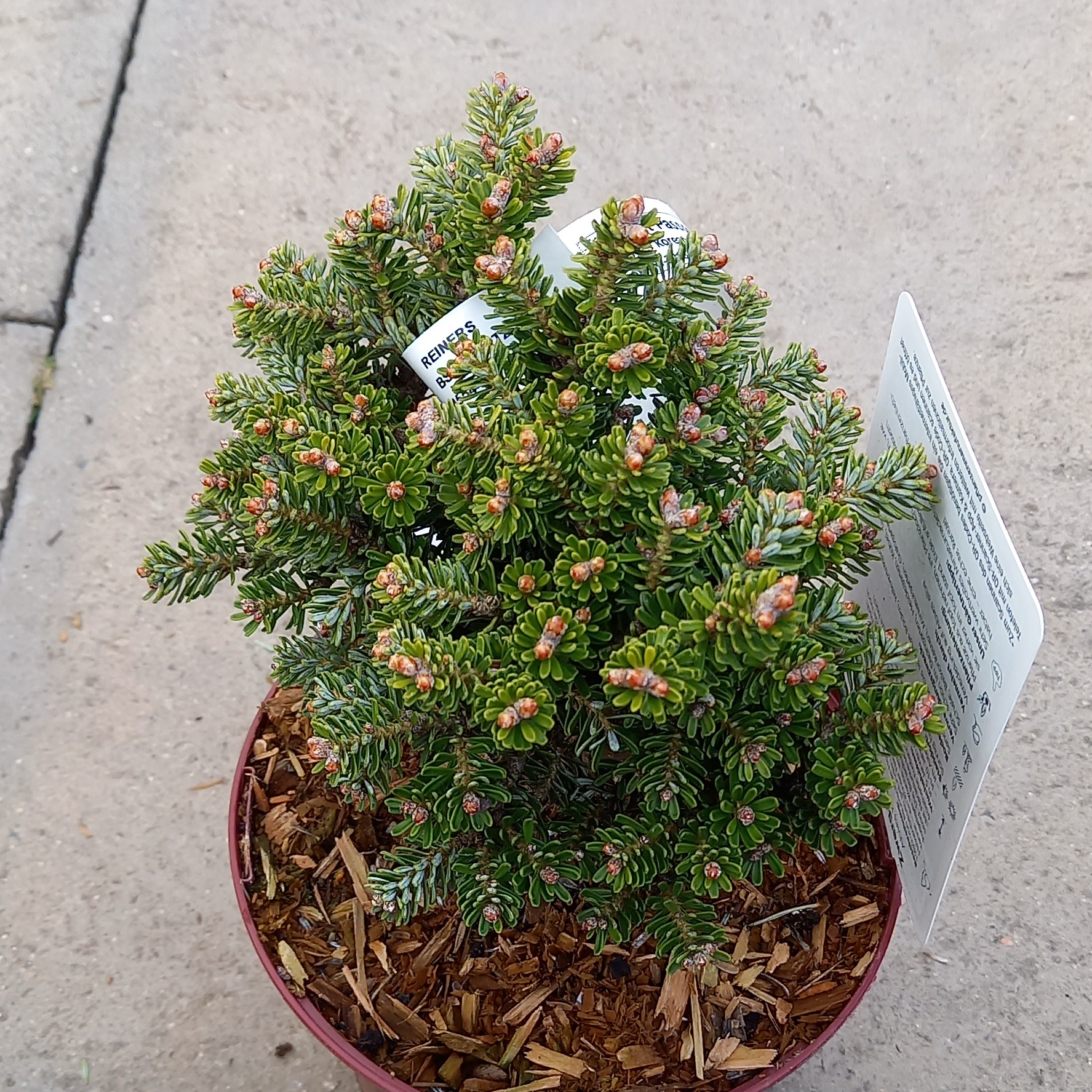 Jedle korejská 'Silberperle' výška 20/30cm, 3 litry-0