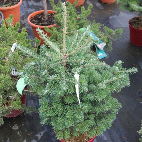 Zakrsle rostoucí jehličnany - Jedle korejská 'Tordis' květináč 5 litrů, výška 25/30cm, keř