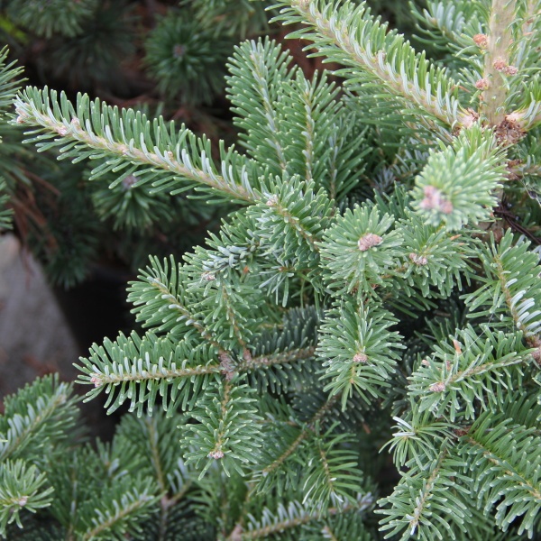 Jedle korejská 'Tordis' květináč 5 litrů, výška 25/30cm, keř-0