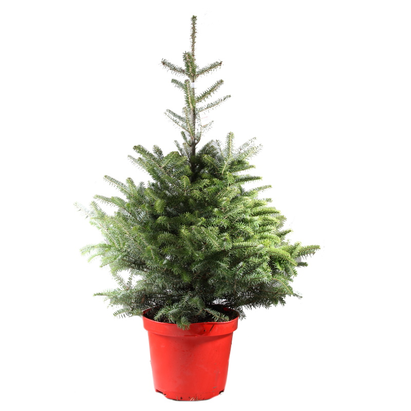 Vzrůstné jehličnany - Jedle korejská výška 80/100cm