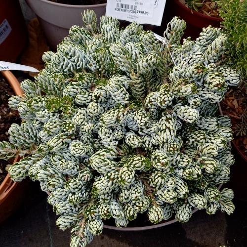 Zakrsle rostoucí jehličnany - Jedle korejský 'Kohouts Icebreaker' výška 25/30