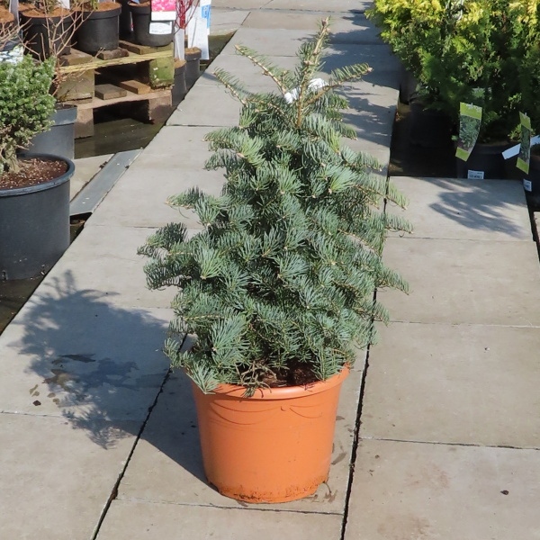 Zakrsle rostoucí jehličnany - Jedle ojíněná 'Hexe' květináč 5 litrů, výška 40/60cm, stromek