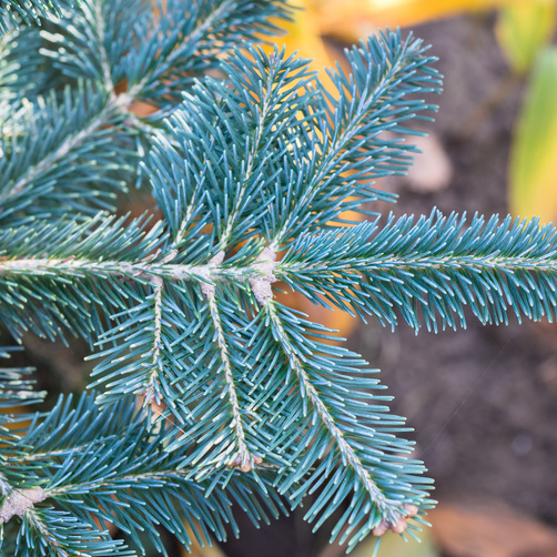 Vzrůstné jehličnany - Jedle plstnatoplodá Arizonica květináč 4 litry, výška 45/55cm, stromek