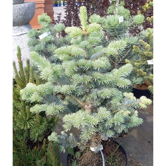 Vzrůstné jehličnany - Jedle plstnatoplodá 'Arizonica' výška 30/40cm, květináč 4 litry