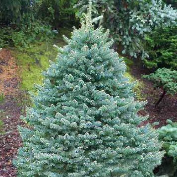 Zakrsle rostoucí jehličnany - Jedle plstnatoplodá 'Compacta' květináč 50 litrů, výška 125/150cm, stromek