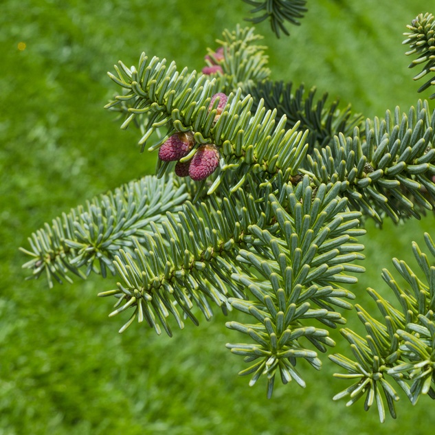 Zakrsle rostoucí jehličnany - Jedle španělská 'Glauca' květináč 10 litrů, výška 40/50cm, stromek