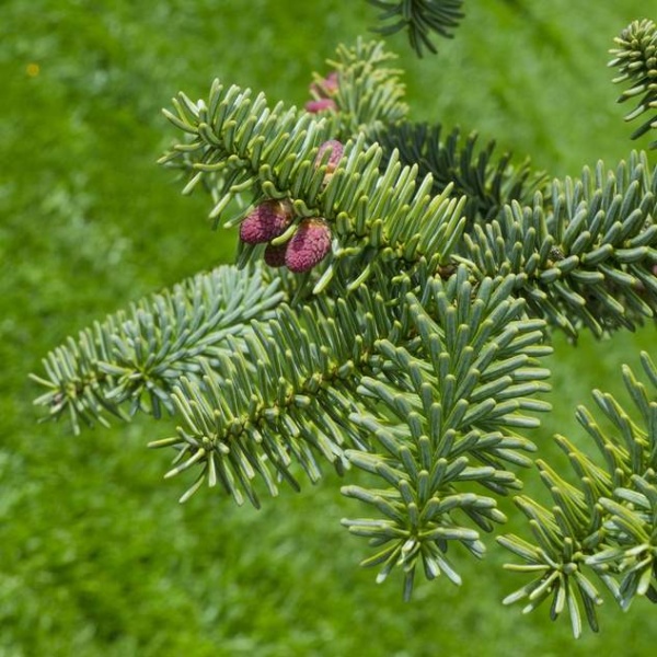 Vzrůstné jehličnany - Jedle španělská 'Glauca' výška 40/60cm