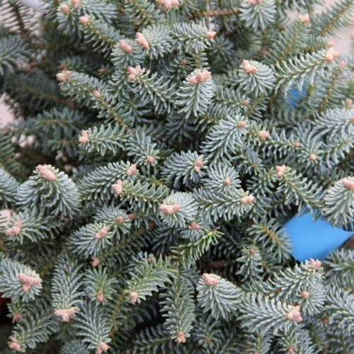 Zakrsle rostoucí jehličnany - Jedle španělská 'Horstmann's Nana' výška 20/25cm