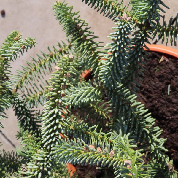 Vzrůstné jehličnany - Jedle španělská 'Kelleris' květináč 10 litrů, výška 30/40cm, stromek