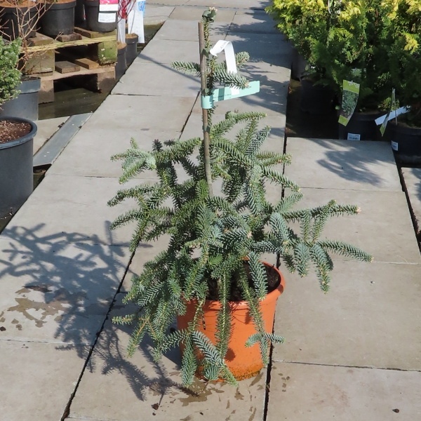 Jedle španělská 'Kelleris' květináč 10 litrů, výška 30/40cm, stromek-0