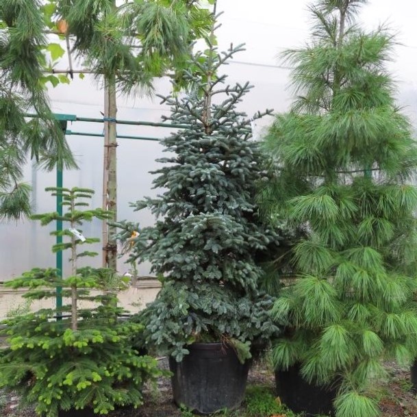 Zakrsle rostoucí jehličnany - Jedle vznešená 'Glauca' květináč 70 litrů, výška 200/250cm, větve od spodu, strom