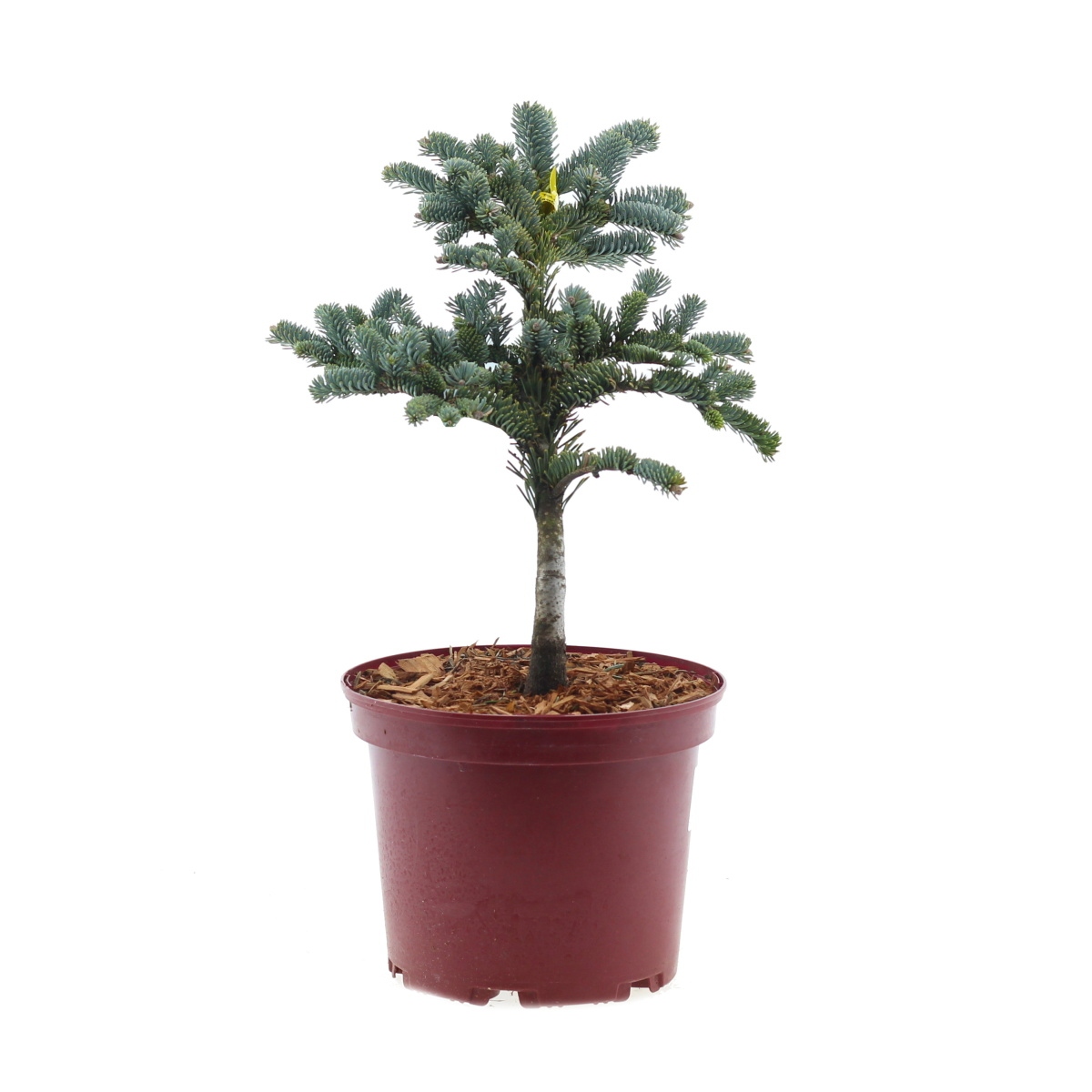 Zakrsle rostoucí jehličnany - Jedle vznešená Wiesmoornixe květináč 4 litry, výška 25/30cm, keř