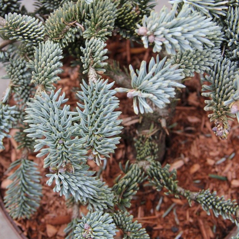 Jedle vznešená Wiesmoornixe květináč 4 litry, výška 25/30cm, keř-0