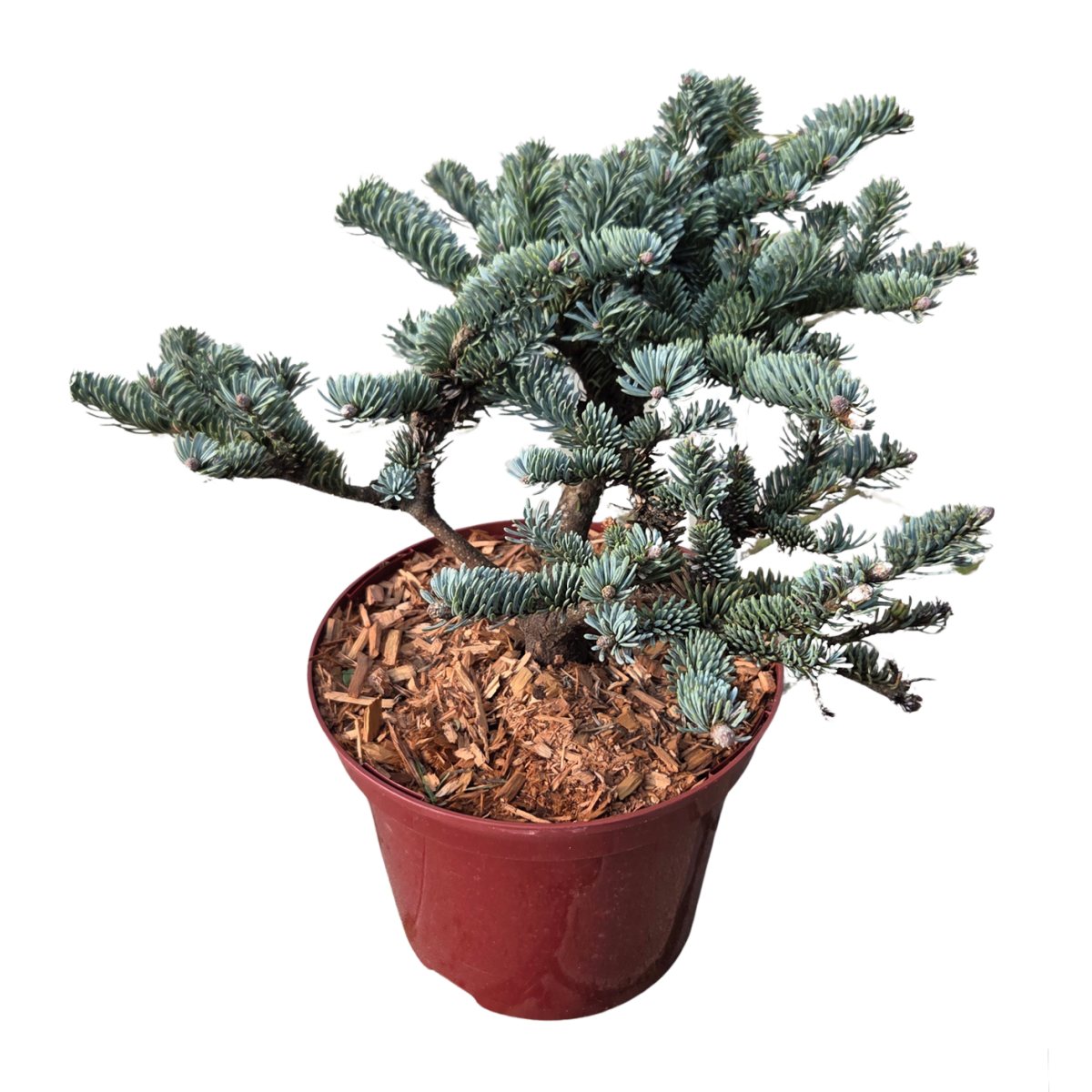 Zakrsle rostoucí jehličnany - Jedle vznešená 'Wiesmoornixe' výška 20/25cm, květináč 3 litry