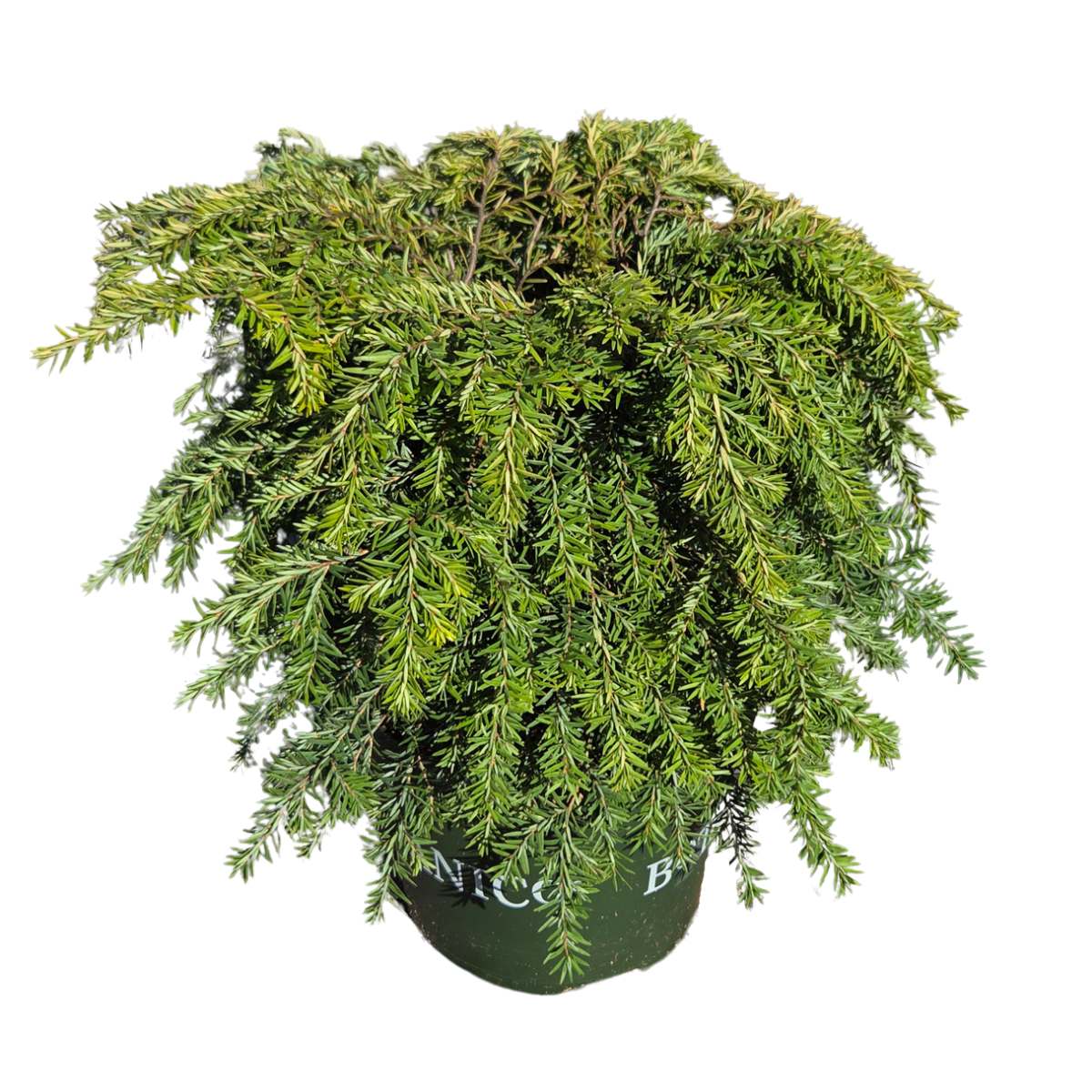 Zakrsle rostoucí jehličnany - Jedlovec kanadský Jeddeloh výška 25/30cm, květináč 4 litry