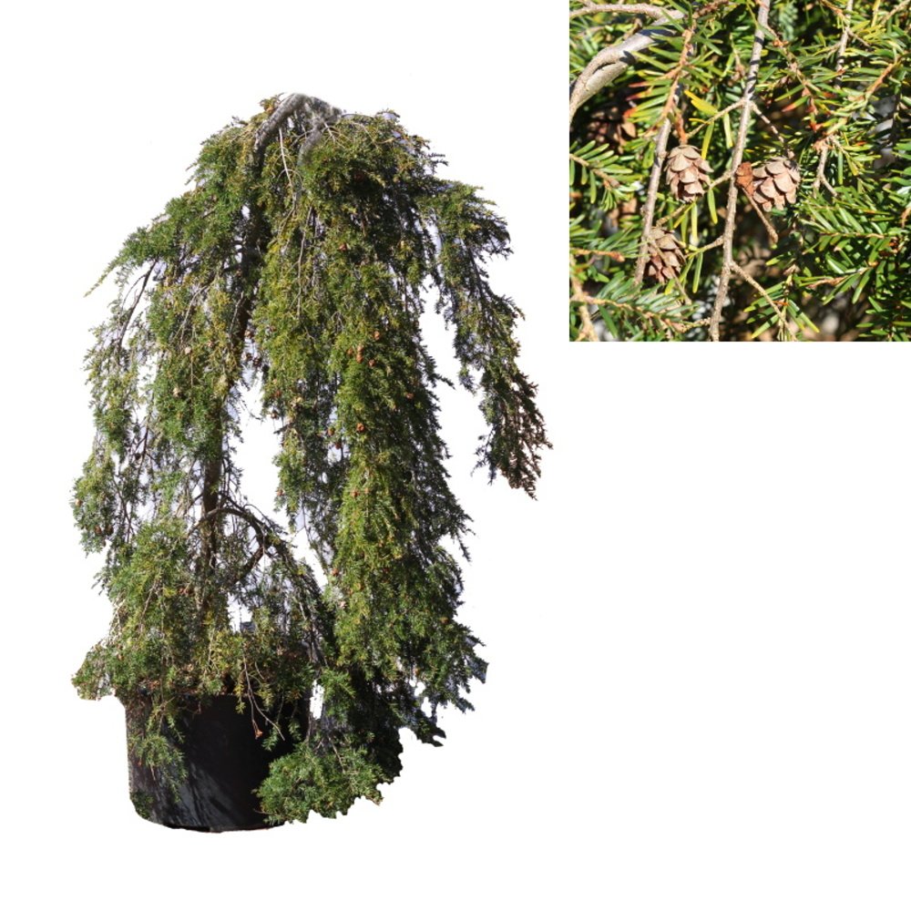 Vzrůstné jehličnany - Jedlovec kanadský Pendula květináč 25 litrů, výška 100/125cm, stromek