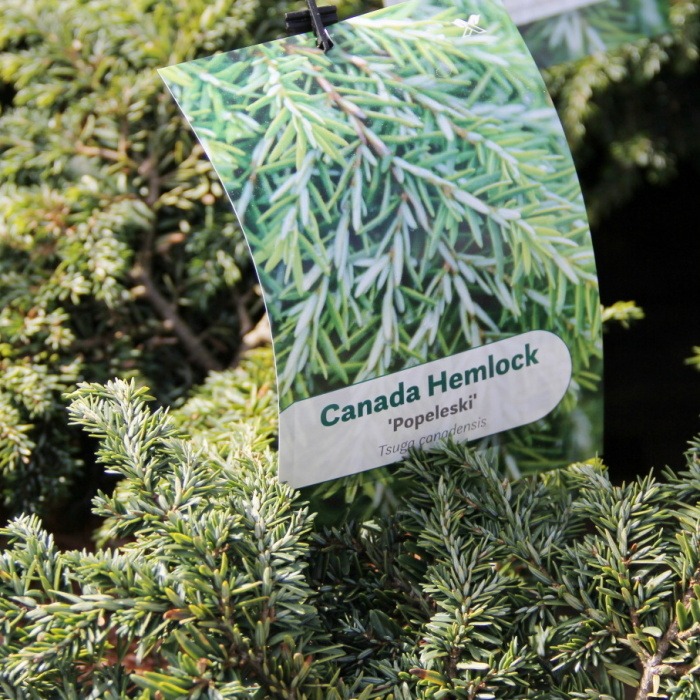 Zakrsle rostoucí jehličnany - Jedlovec kanadský 'Popeleski' výška 25/30cm, květináč 3,7 litru