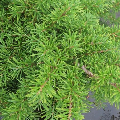 Vzrůstné jehličnany - Jedlovec Mertensův květináč 10 litrů, výška 50/60cm, větve od spodu, stromek