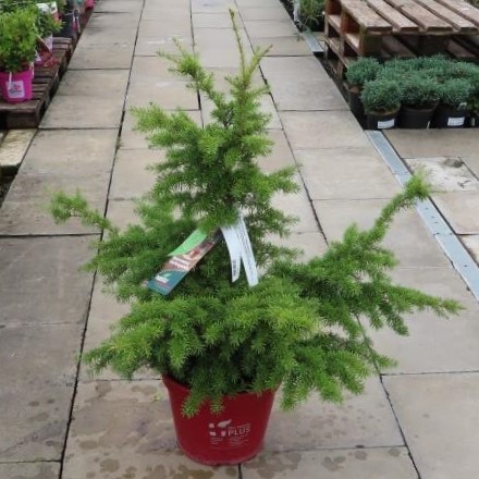 Jedlovec Mertensův květináč 10 litrů, výška 50/60cm, větve od spodu, stromek-0