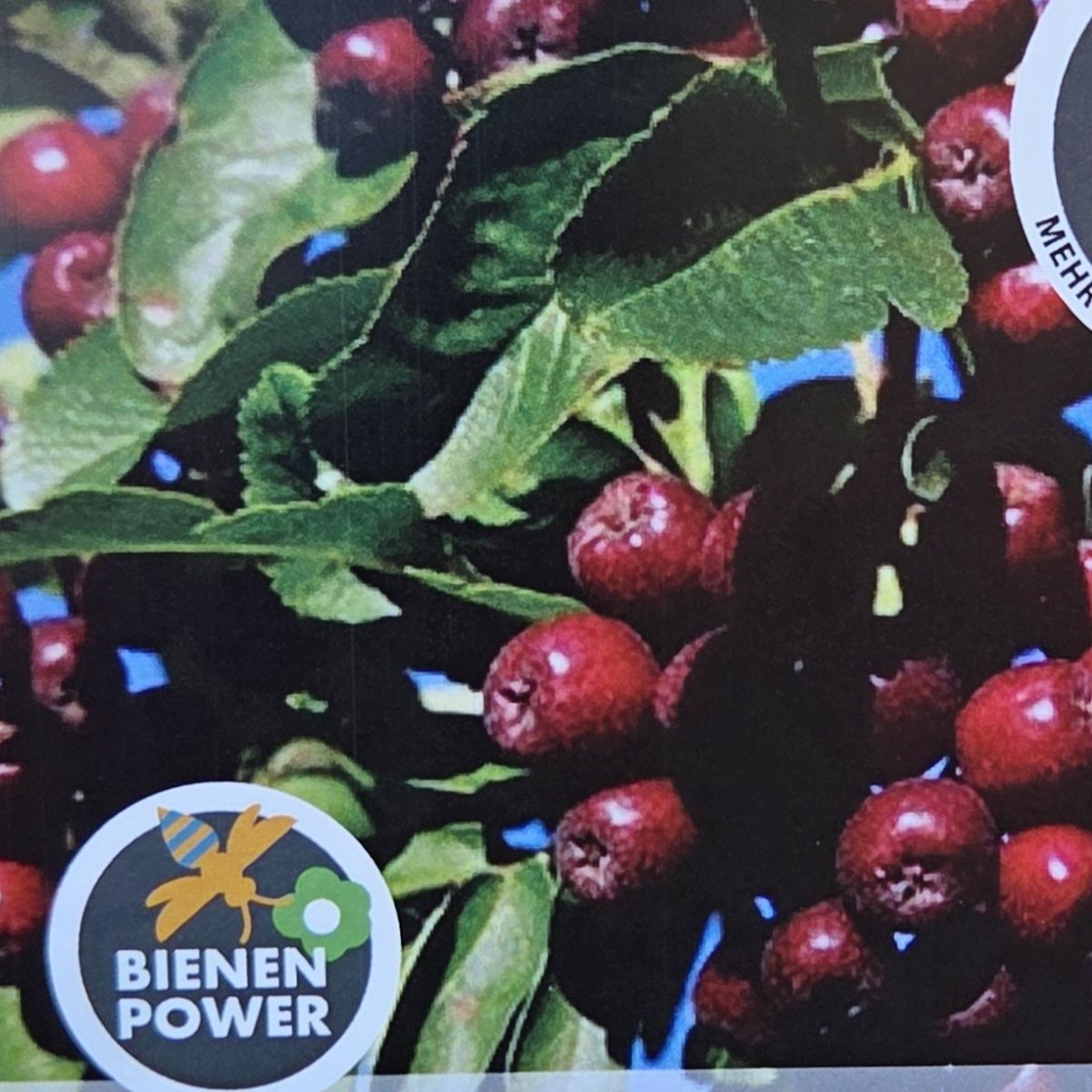 Ovocné stromky do zahrady - Jeřáb Burka výška 60/80cm, květináč 6 litrů