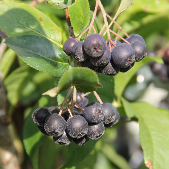 Rostliny - Jeřáb černoplodý 'Nero' květináč 2 litry, keř