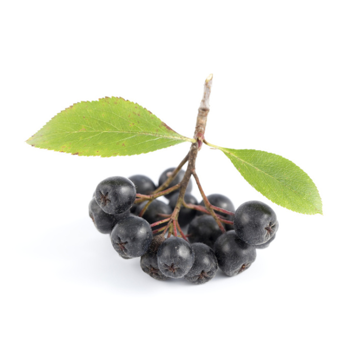 Ostatní drobné ovoce - Jeřáb černý 'Brilliant' květináč 5 litrů