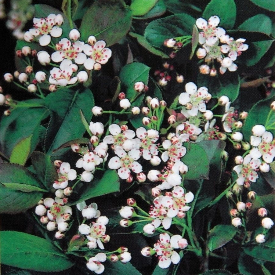 Ostatní drobné ovoce - Jeřáb černý 'Karhumaki' květináč 7,5 litru, kmínek 90cm