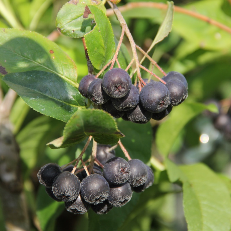 Ostatní drobné ovoce - Jeřáb černý květináč 20 litrů, kmínek 150cm, stromek