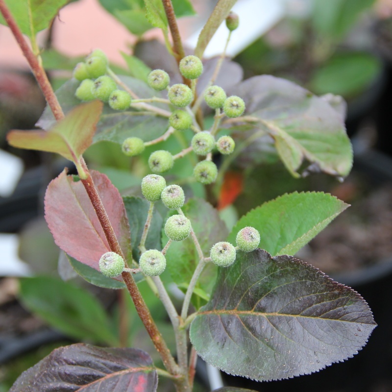 Ostatní drobné ovoce - Jeřáb černý 'Nero' květináč 1 litr, výška 15/20cm, keř