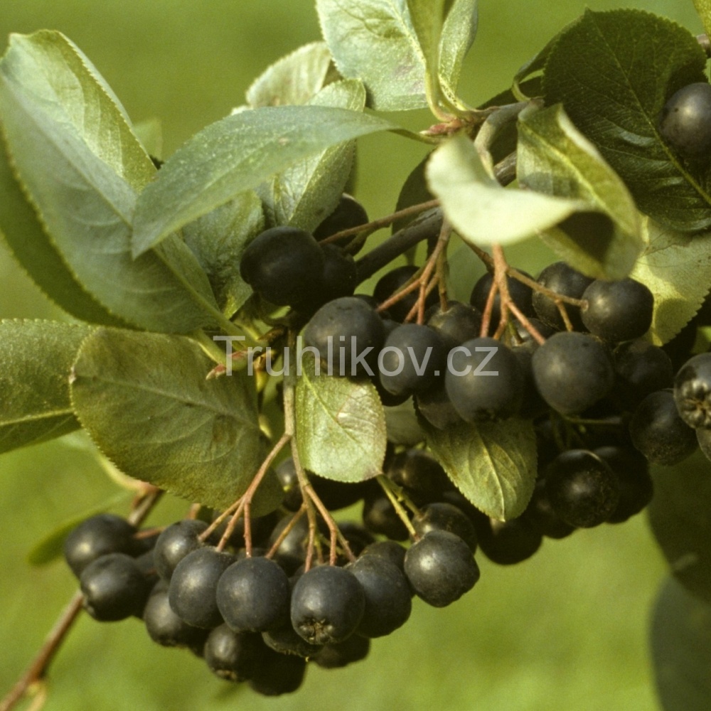 Ovocné stromky do zahrady - Jeřáb černý 'Nero' prostokořenné, kmínek 60/90cm, stromek