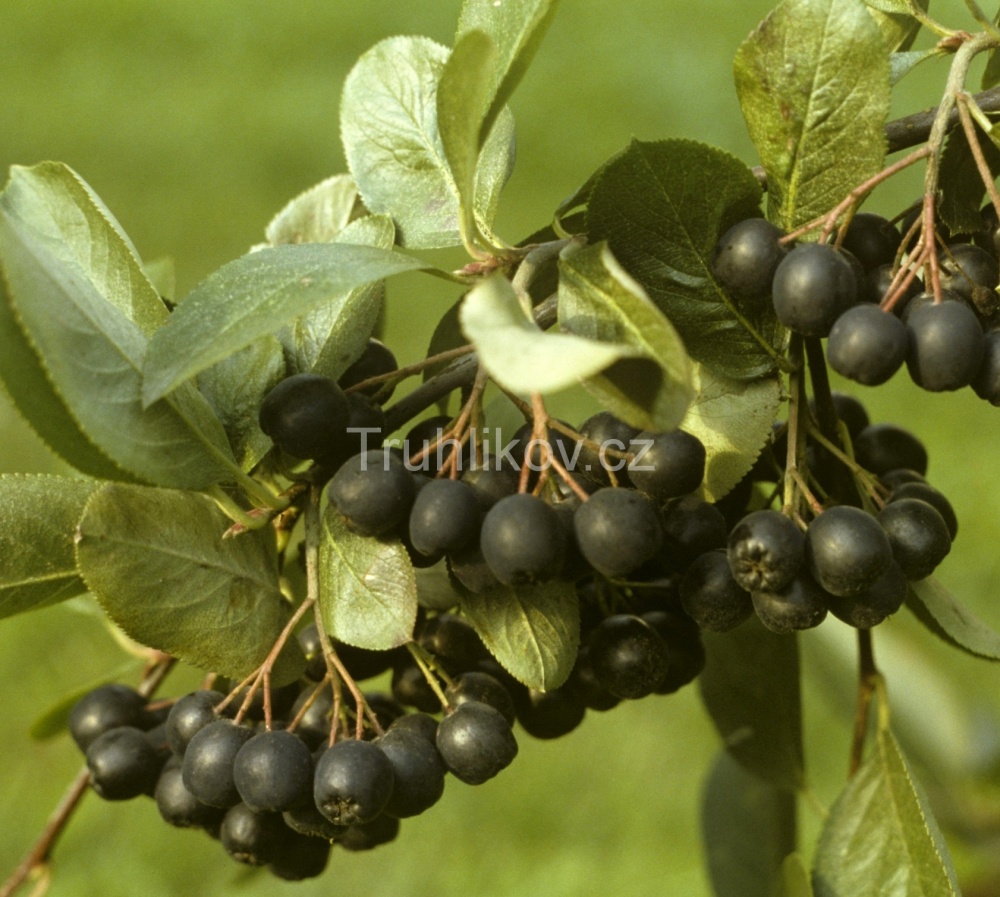 Jeřáb černý 'Nero' prostokořenné, kmínek 60/90cm, stromek-0