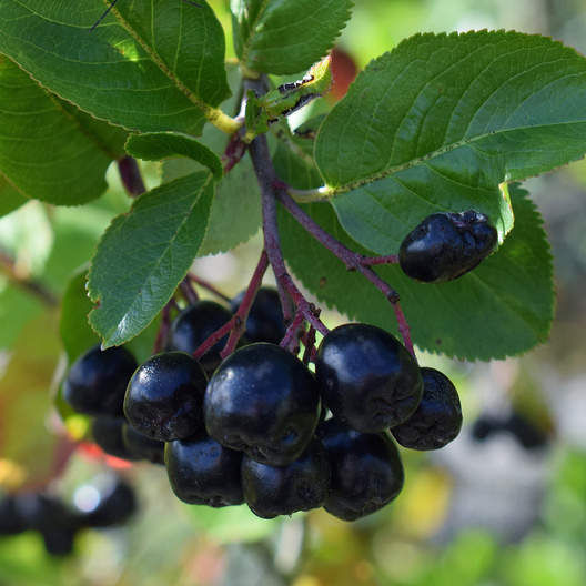 Rostliny - Jeřáb černý 'Viking' květináč 2 litry, výška 30/40cm, keř