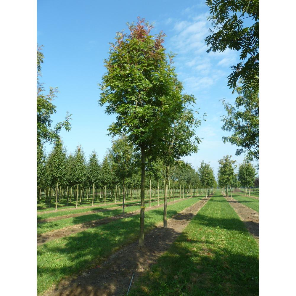 Soliterní stromy - Jeřáb Dodong výška kmene 225cm, zemní bal