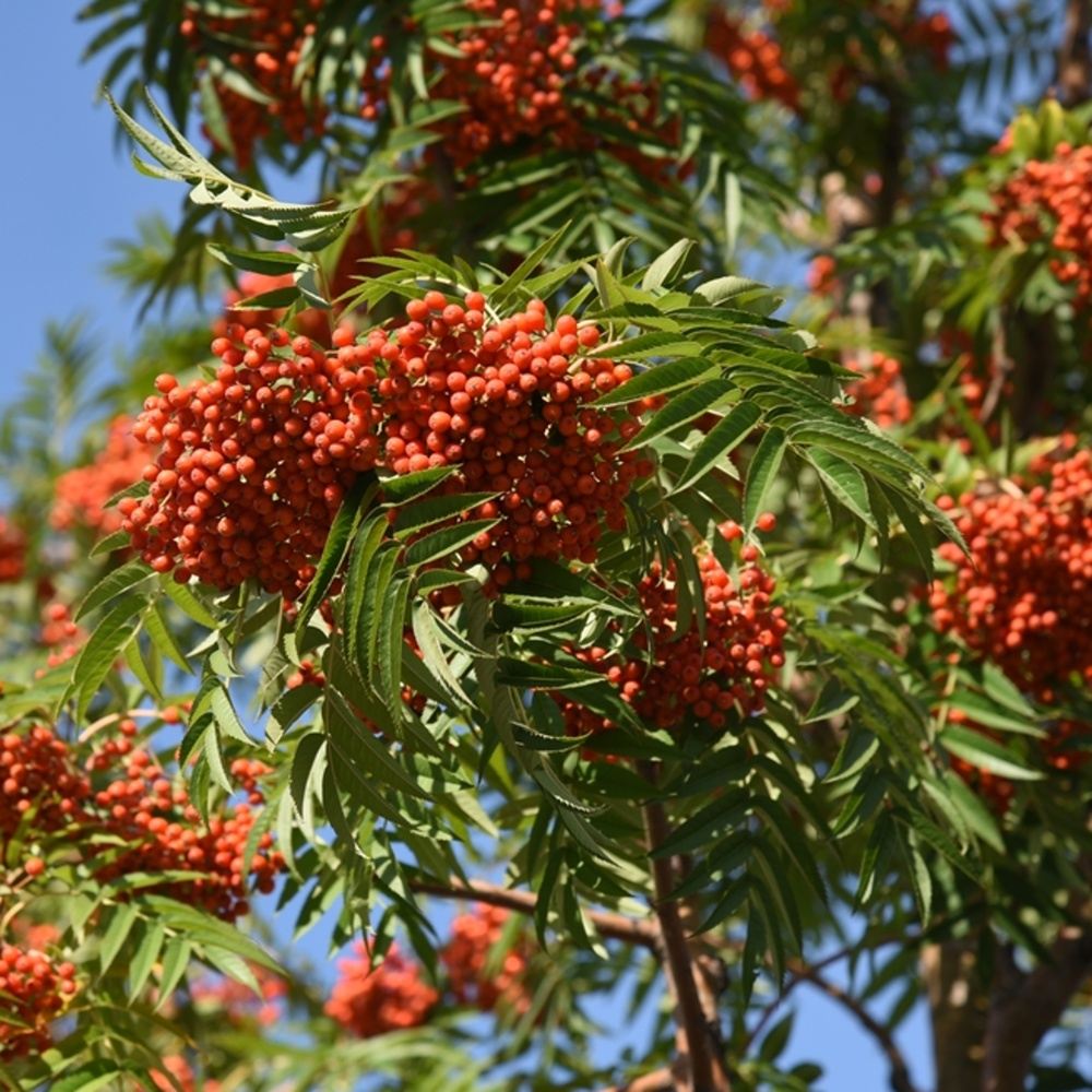 Jeřáb Dodong výška kmene 225cm, zemní bal-0