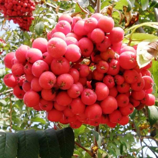 Rostliny - Jeřáb 'Moravský sladkoplodý' prostokořenné, polokmen, stromek